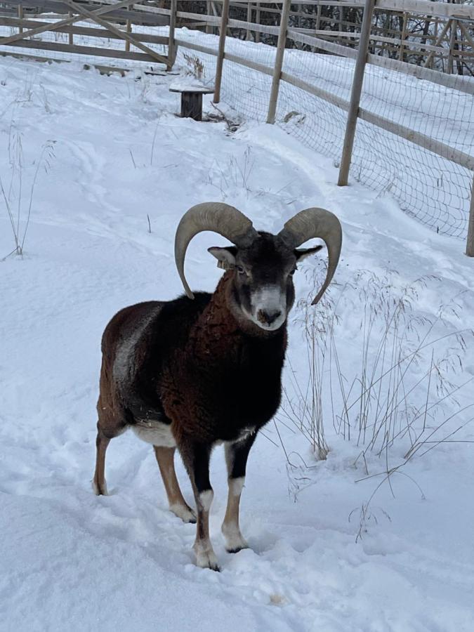 Koselig Dyregard I Tromso Hotel Buitenkant foto